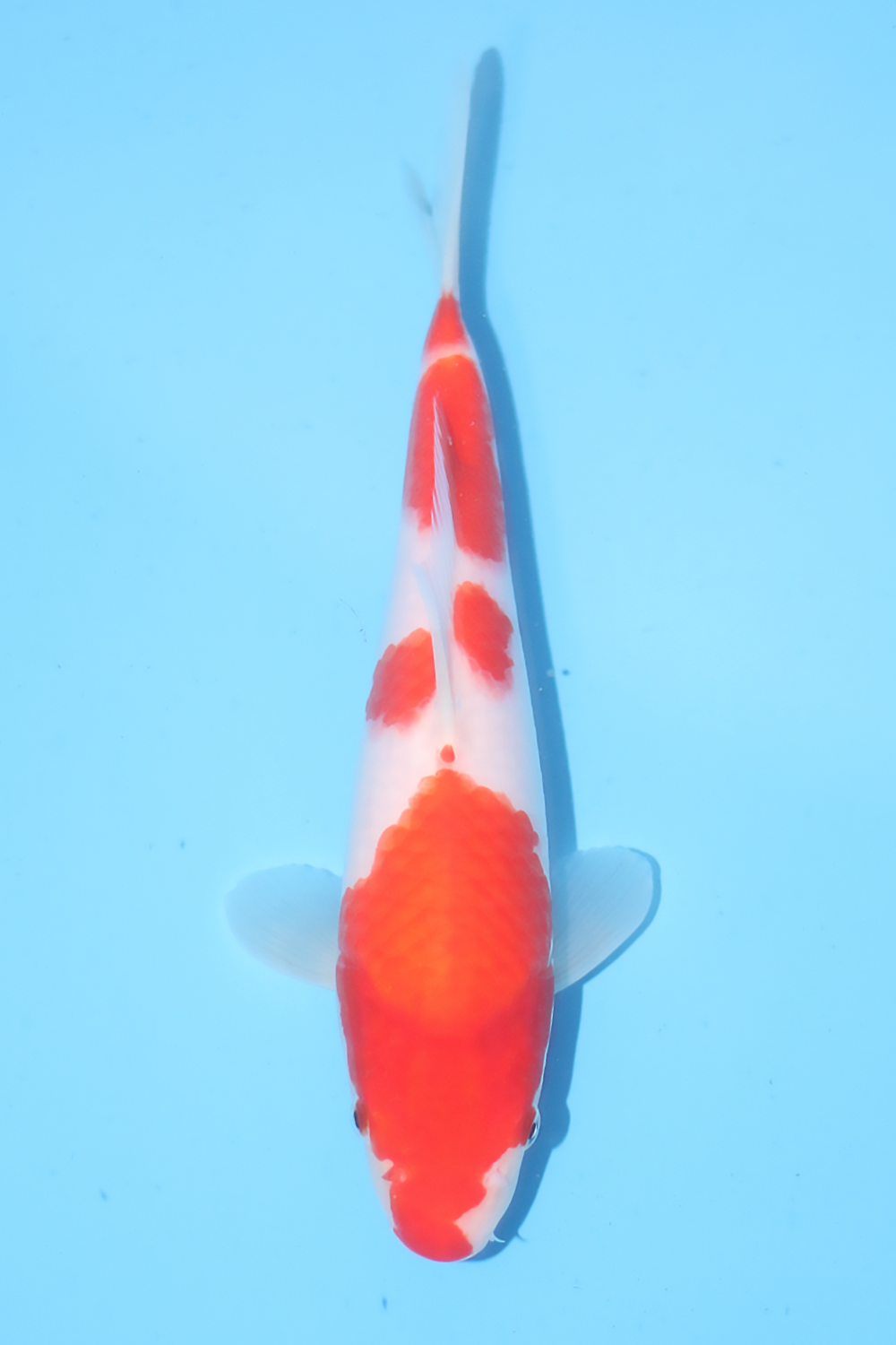 Kohaku - jumbo tosai 28cm - Tamaura Koi Farm (TAM-KOH-04)