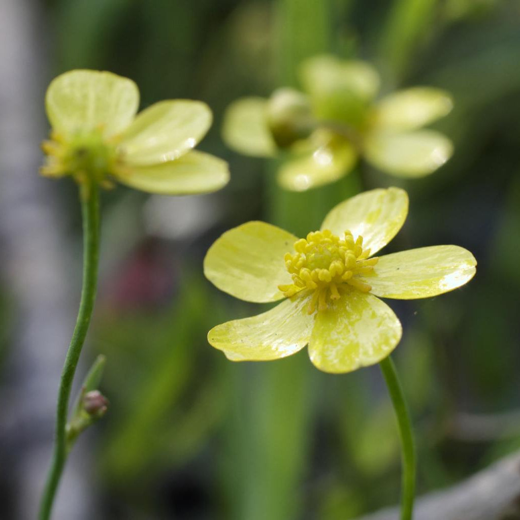 Ranunculus Flammula Pond Plant Dwarf Spearwort