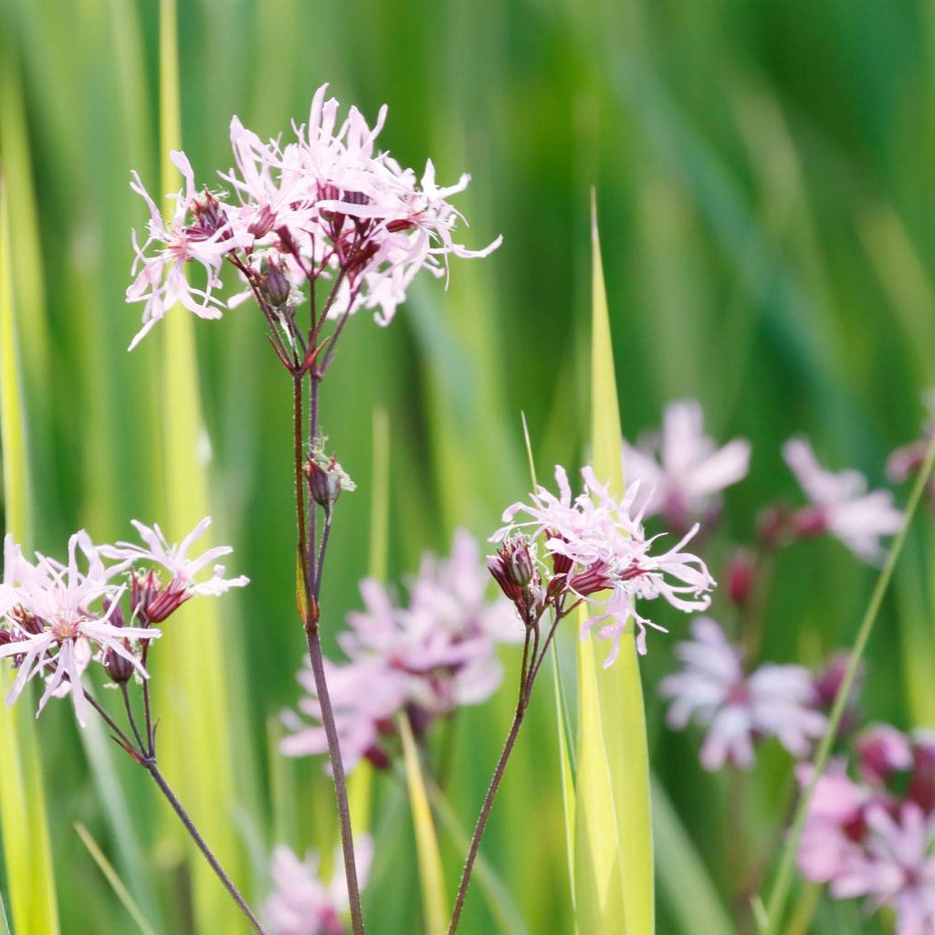 Lychnis Flos-Coculi Pond Plant Ragged Robin