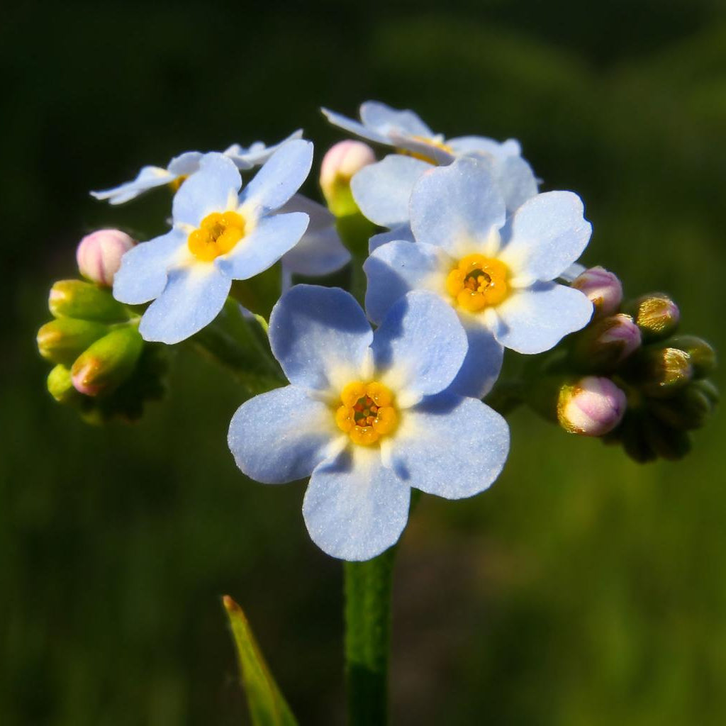 Myosotis Palustris Pond Plant Water Forget-Me-Not
