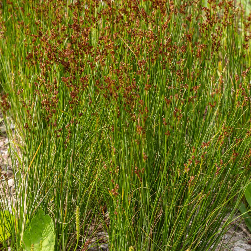 Juncus Effusus Pond Plant Soft Rush Soft Rush