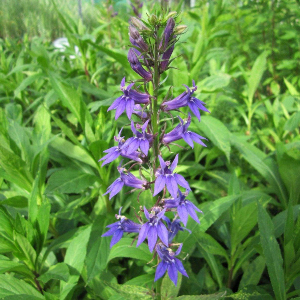 Lobelia Siphilitica Pond Plant Blue Cardinal Flower