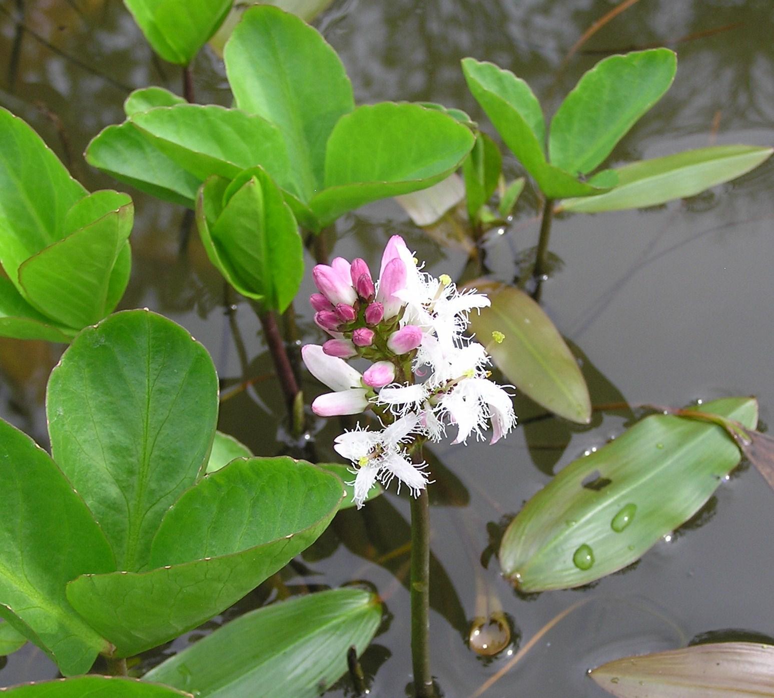 Menyanthes Trifiolata Pond Plant Bogbean