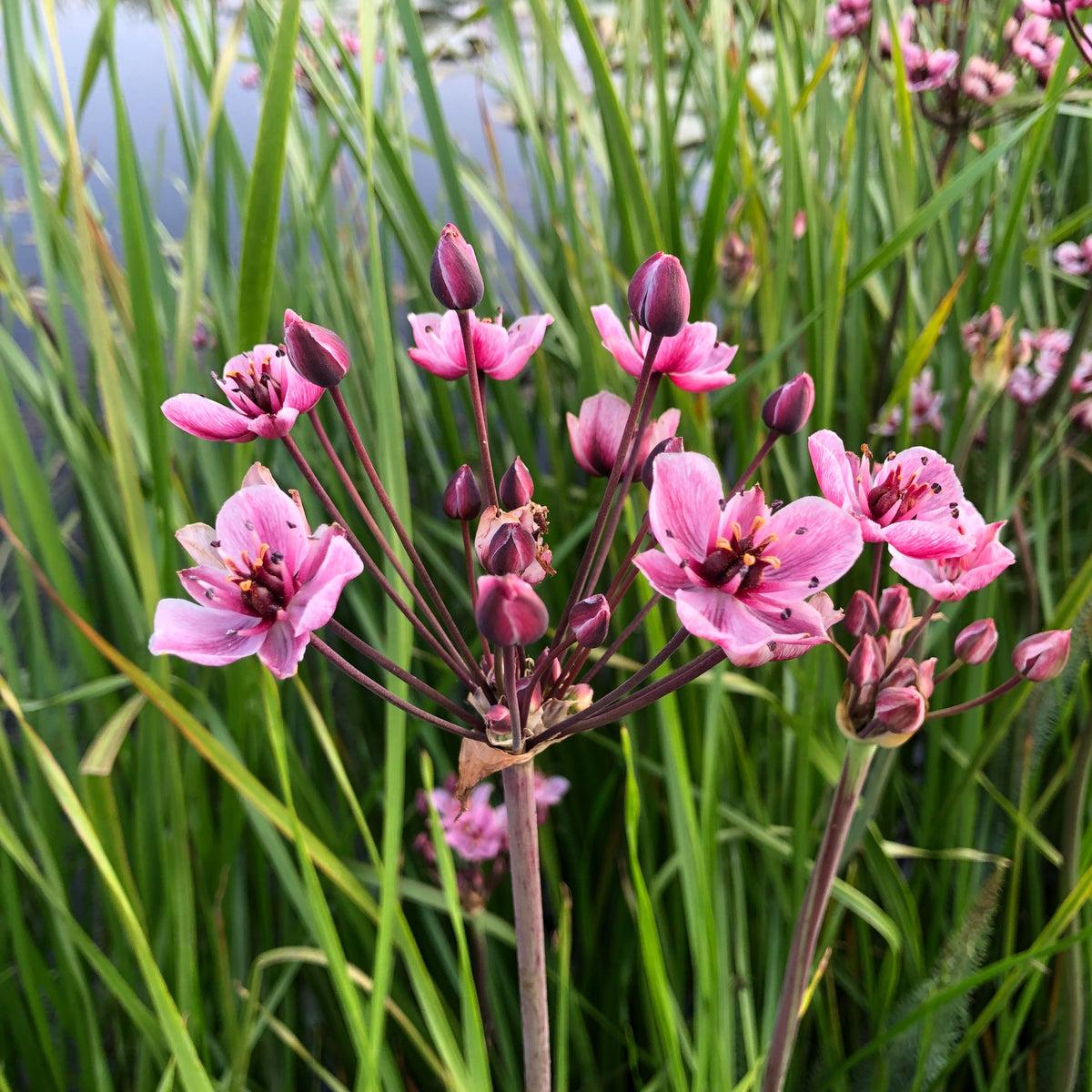 Butomos Umbellatus Pond Plant Flowering Rush