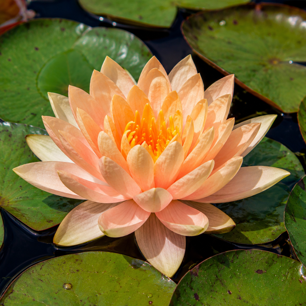 Colorado Medium Water Lily 3