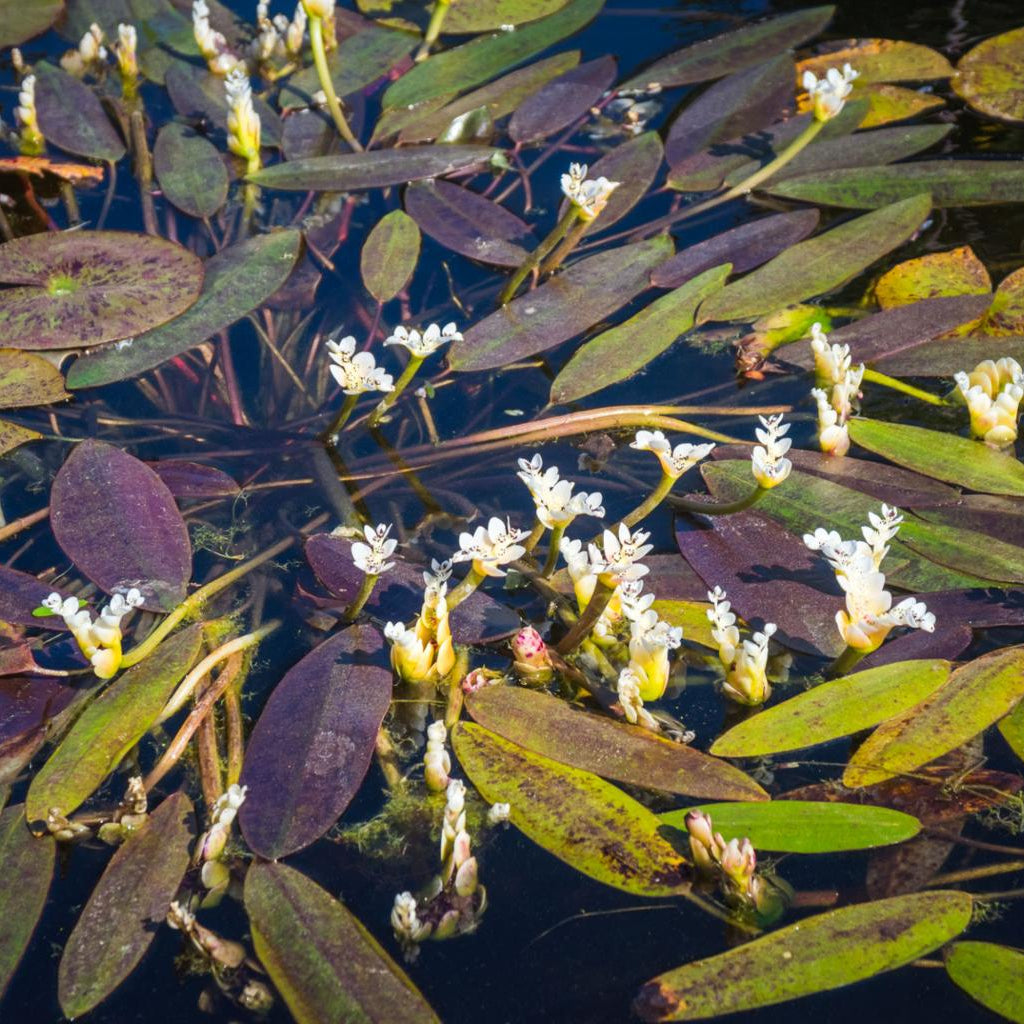 Aponogeton Distachyus Pond Plant Water Hawthorn