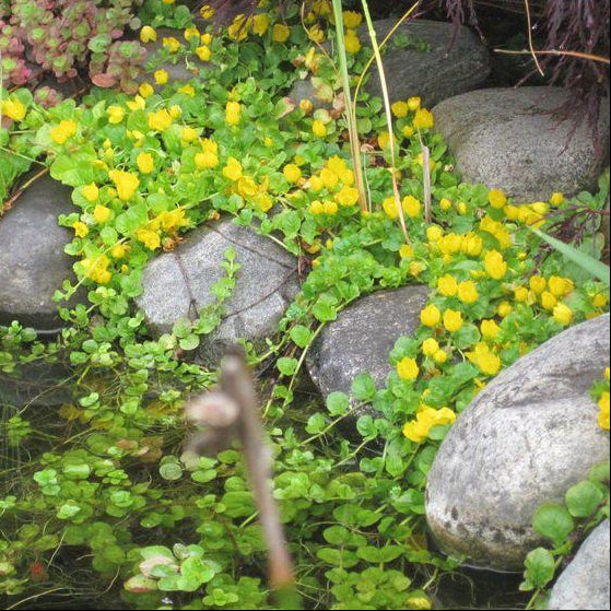 Lysimmachia Nummularia Pond Plant Creeping Jenny