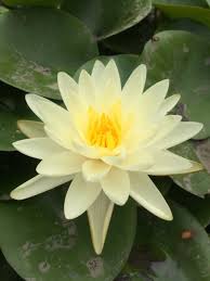 Denver Dwarf/Small Water Lilly 2 Ltr Pond Plant