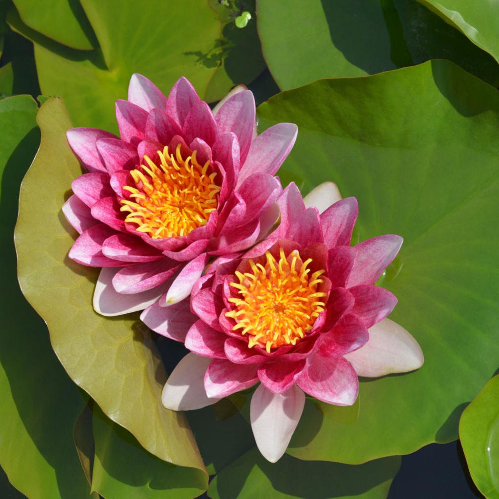 Rene Gerarde Water Lily 4 Ltr Pond Plant