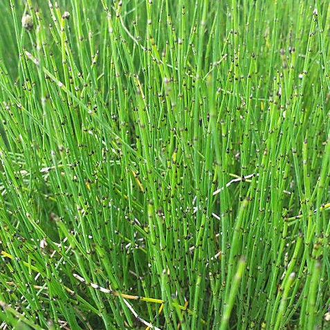 Equisetum scirpoides Pond Plant Bushy Horsetail Rush