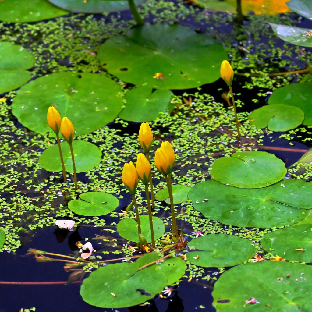 Nuphar Luteum Pond Plant Yellow Water Lilly