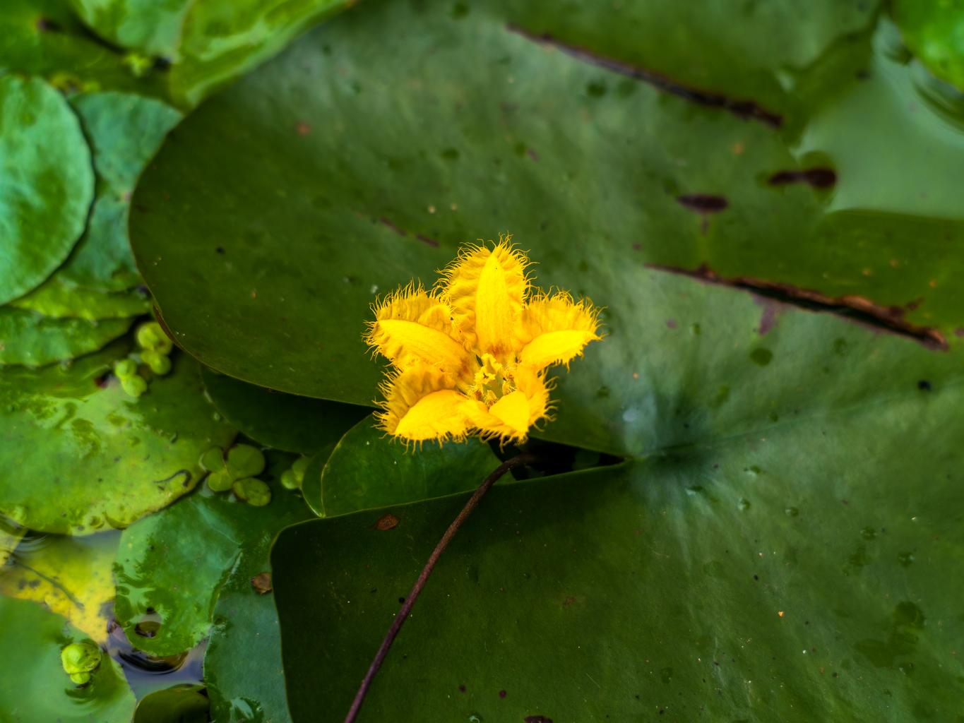 Nymphoides Peltata Pond Plant