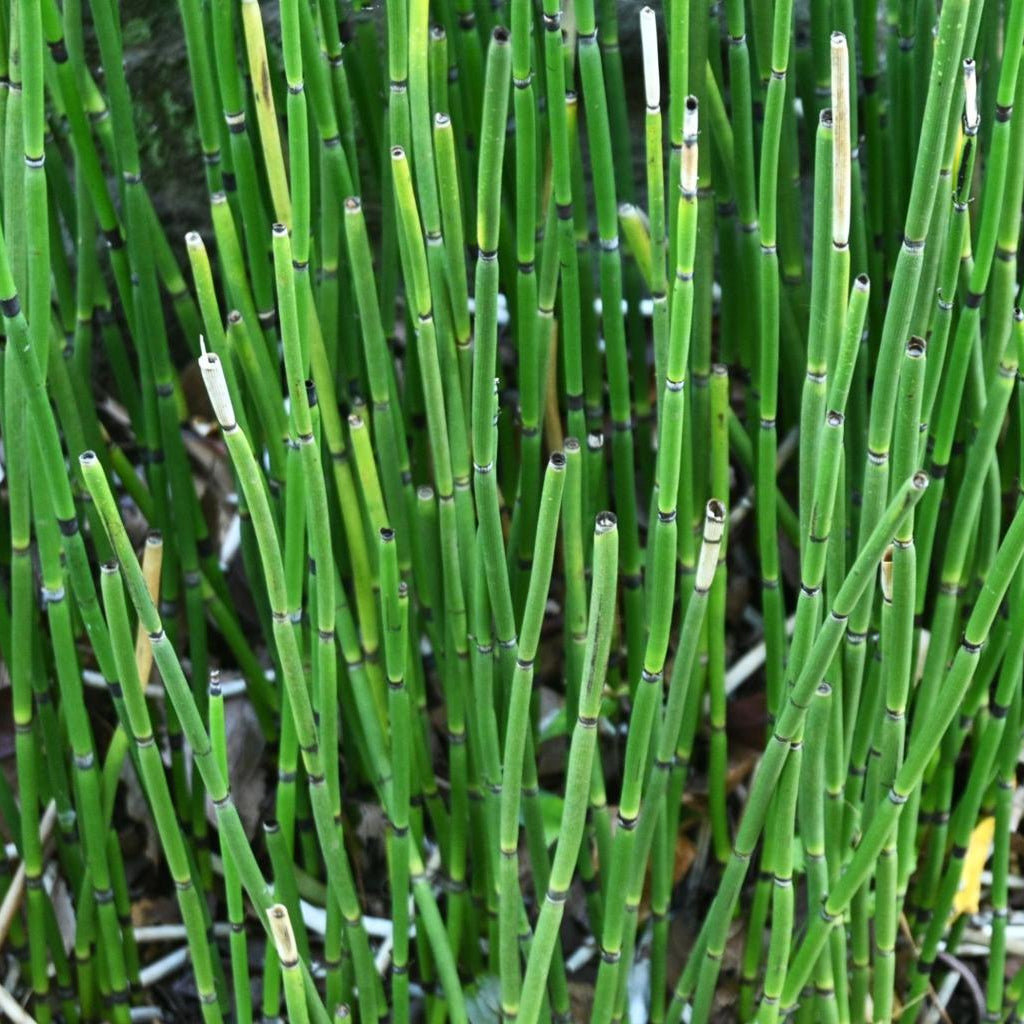 Equisetum japonicum Pond Plant Horsetail Rush