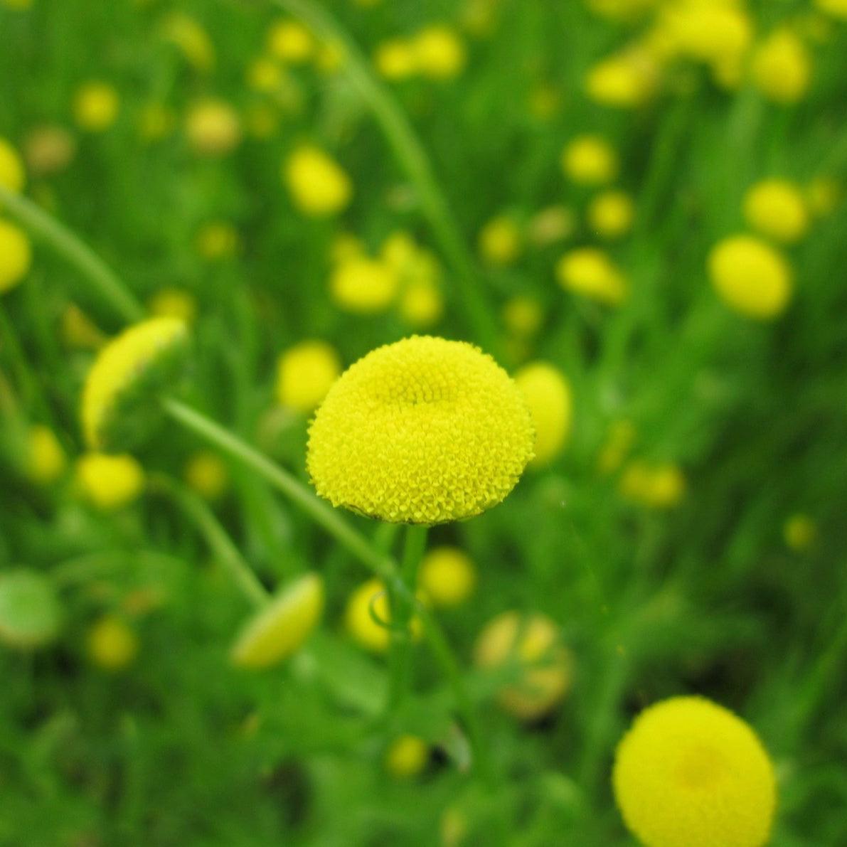 Cotula Coronopifolia Pond Plant Golden Buttons