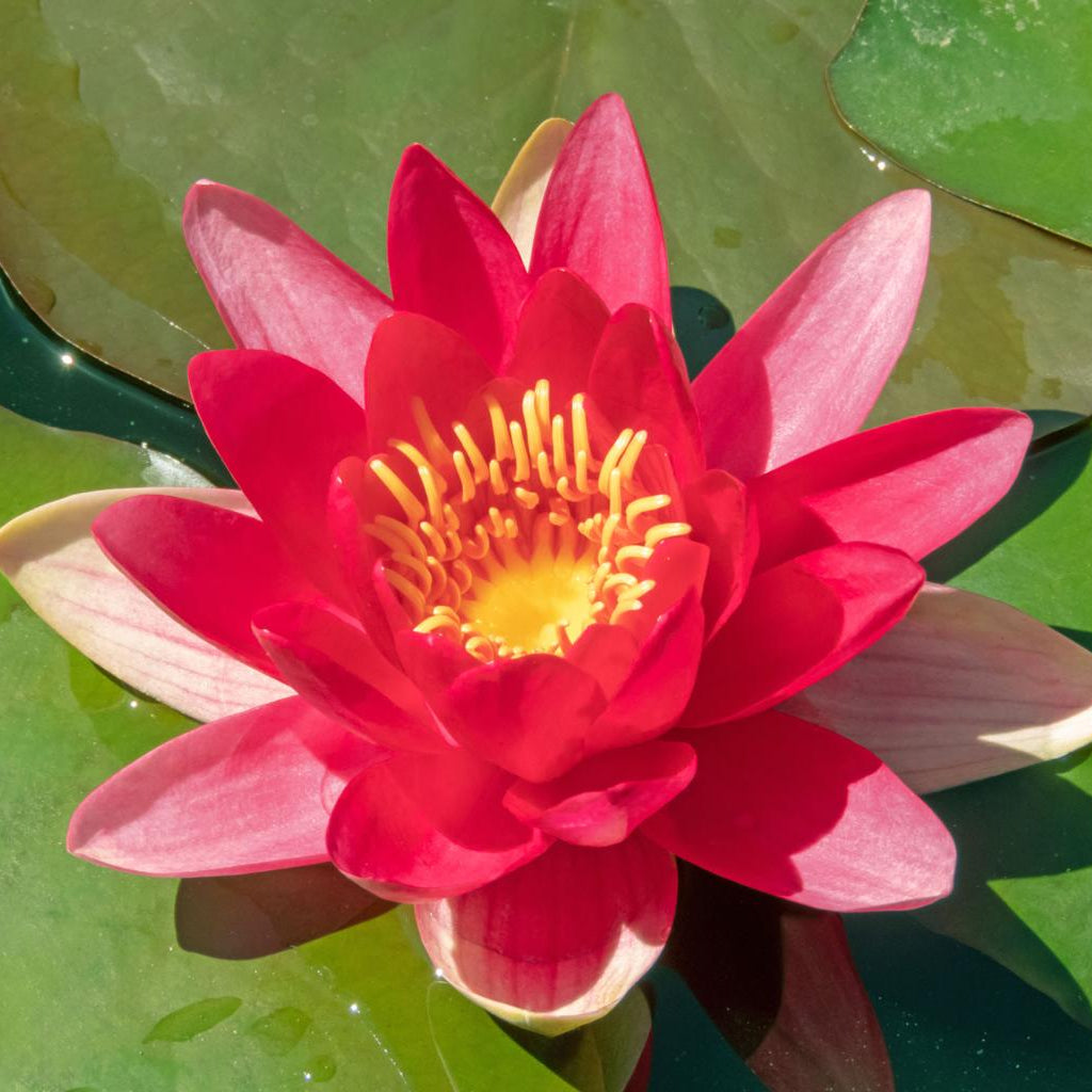Hollandia Water Lilly 4 Ltr Pond Plant
