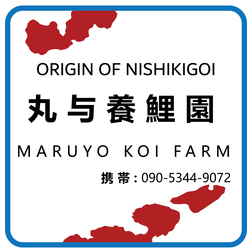 Japanese tosai mix - mixed breeders - 12-28cm