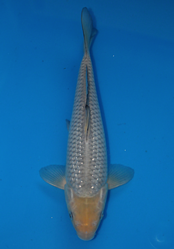 Koda Pearl Ginrin Soragoi 27cm