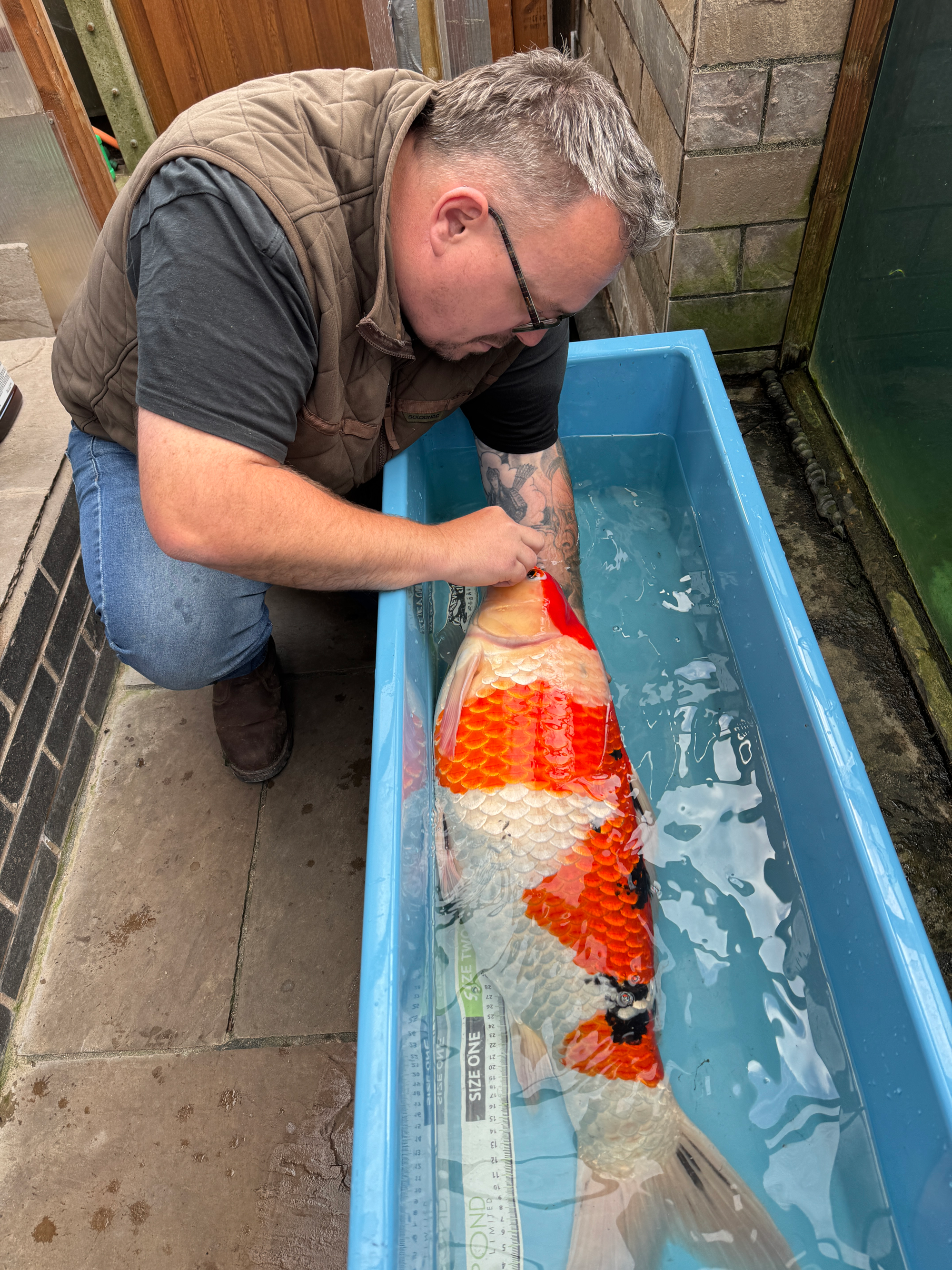 https://www.perfectpondsandkoi.co.uk/cdn/shop/files/koi-health-consulant-1.png?v=1765466105&width=2000