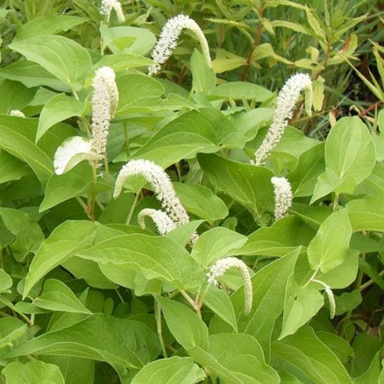Saururus Cernuus Pond Plant Lizards Tail