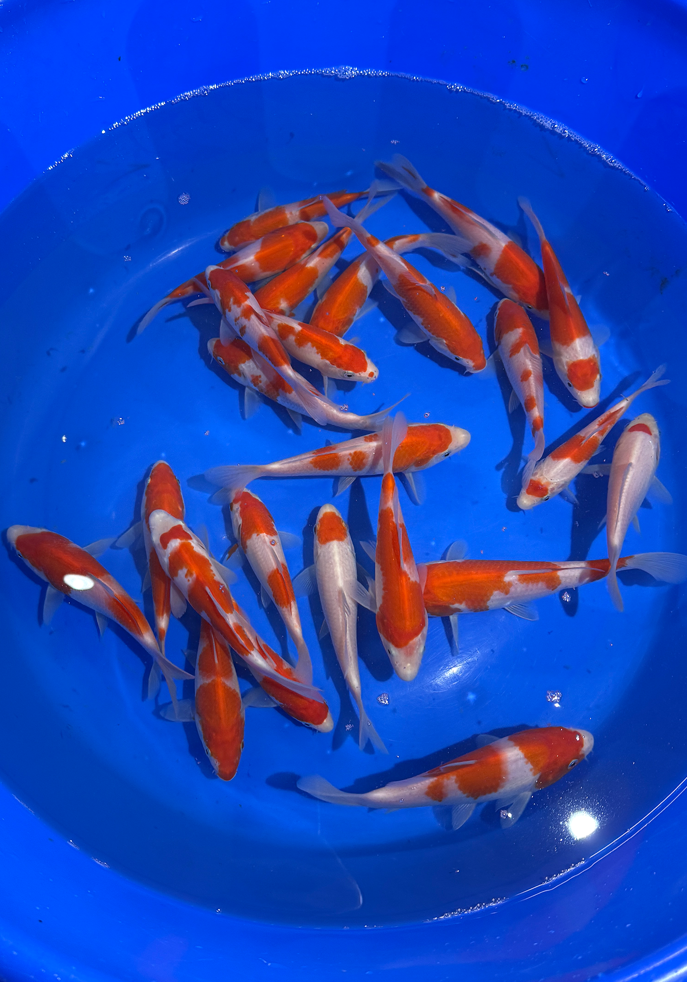 Marudo Kohaku tosai