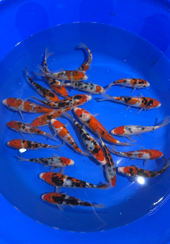 Marudo Sanke tosai