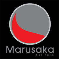 Midorigoi Doitsu #3 - 32cm - young nisai - Marusaka Koi Farm