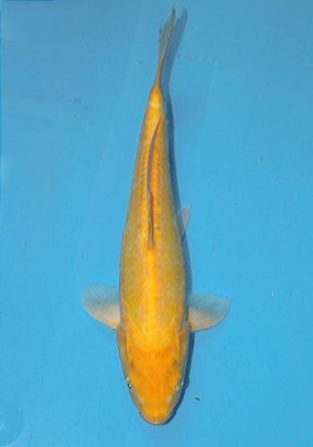 Marusei Doitsu Karashigoi 31cm