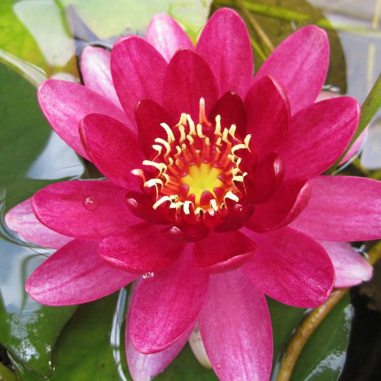 Perrys Baby Red Dwarf/Small Water Lilly 2 Ltr Pond Plant