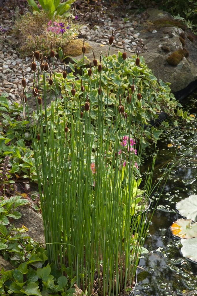 Typha Minima Pond Plant Miniature Reedmace