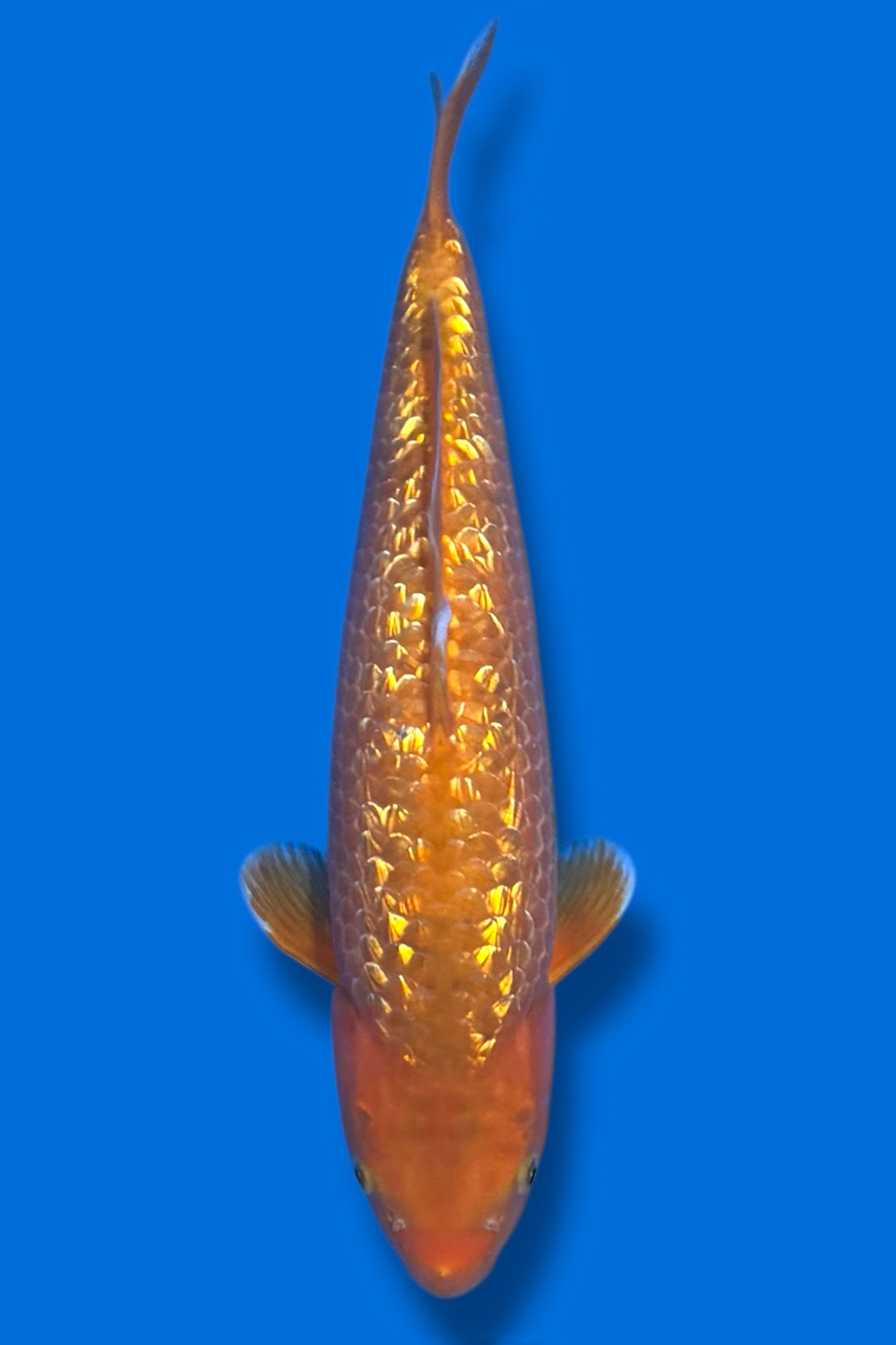 Golden Corn Ginrin #5 - 39cm - nisai - Taniguchi Koi farm