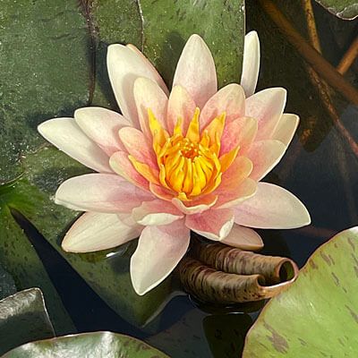 Paul Hariot Medium Water Lily 3 Ltr Hex Pond Plant