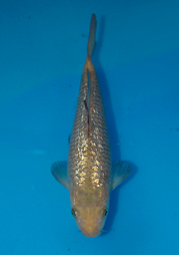 Okawa ginrin chagoi #1 21cm