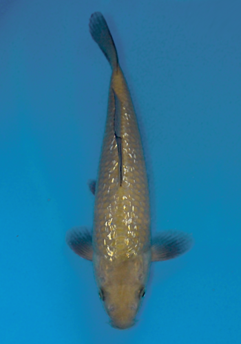 Okawa ginrin chagoi #2 22cm