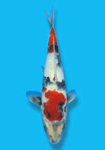 Okawa Showa 28cm