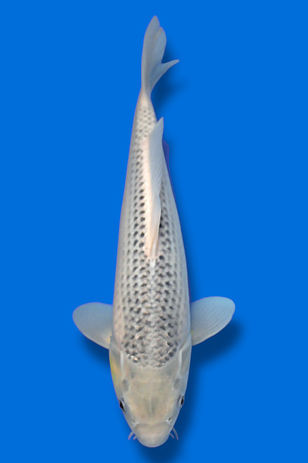 Ki Asagi - 40cm - nisai - Otsuka Koi Farm