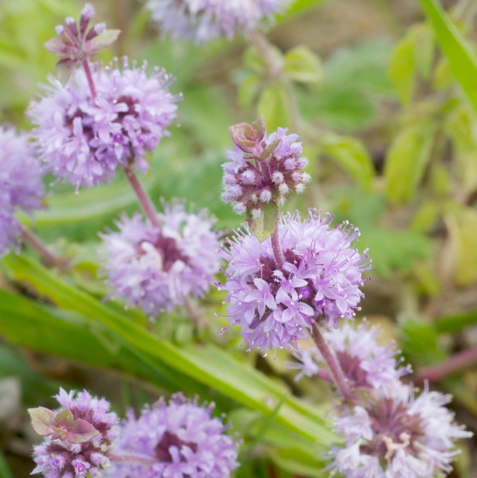 Mentha Pulegium Pond Plant Pennyroyal