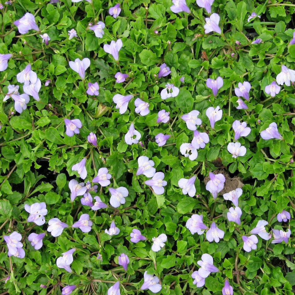 Mazus Reptans Pond Plant Purple Mazus