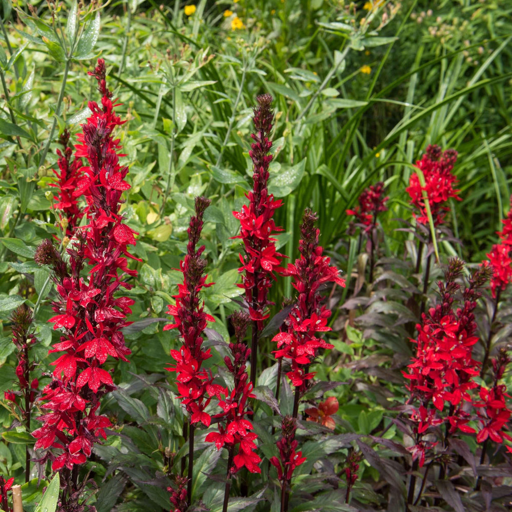 Lobelia Cardinalis Pond Plant Red Cardinal Flower