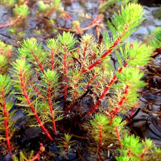 Myriophyllum Red Stem Pond Plant Red Stemmed Parrot’s Feather