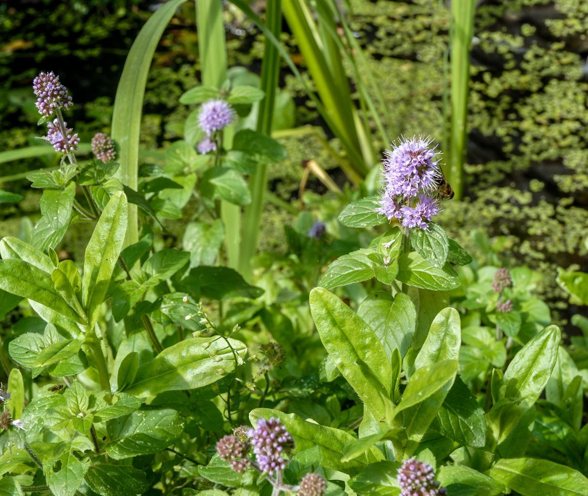 Mentha Aquatica Pond Plant Water Mint