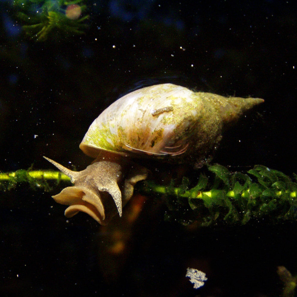 Mixed Water Snails x 1