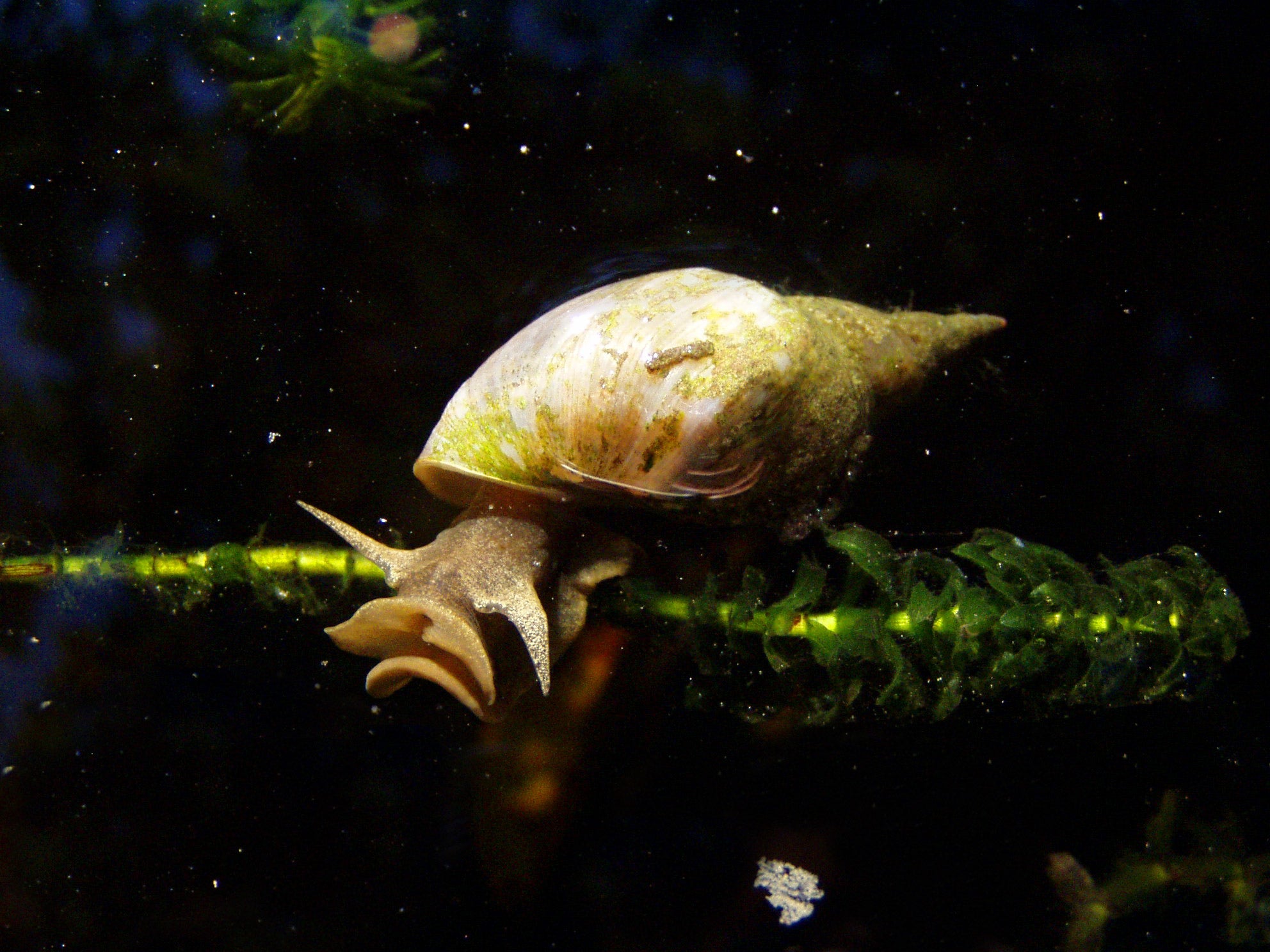 Mixed Water Snails x 1