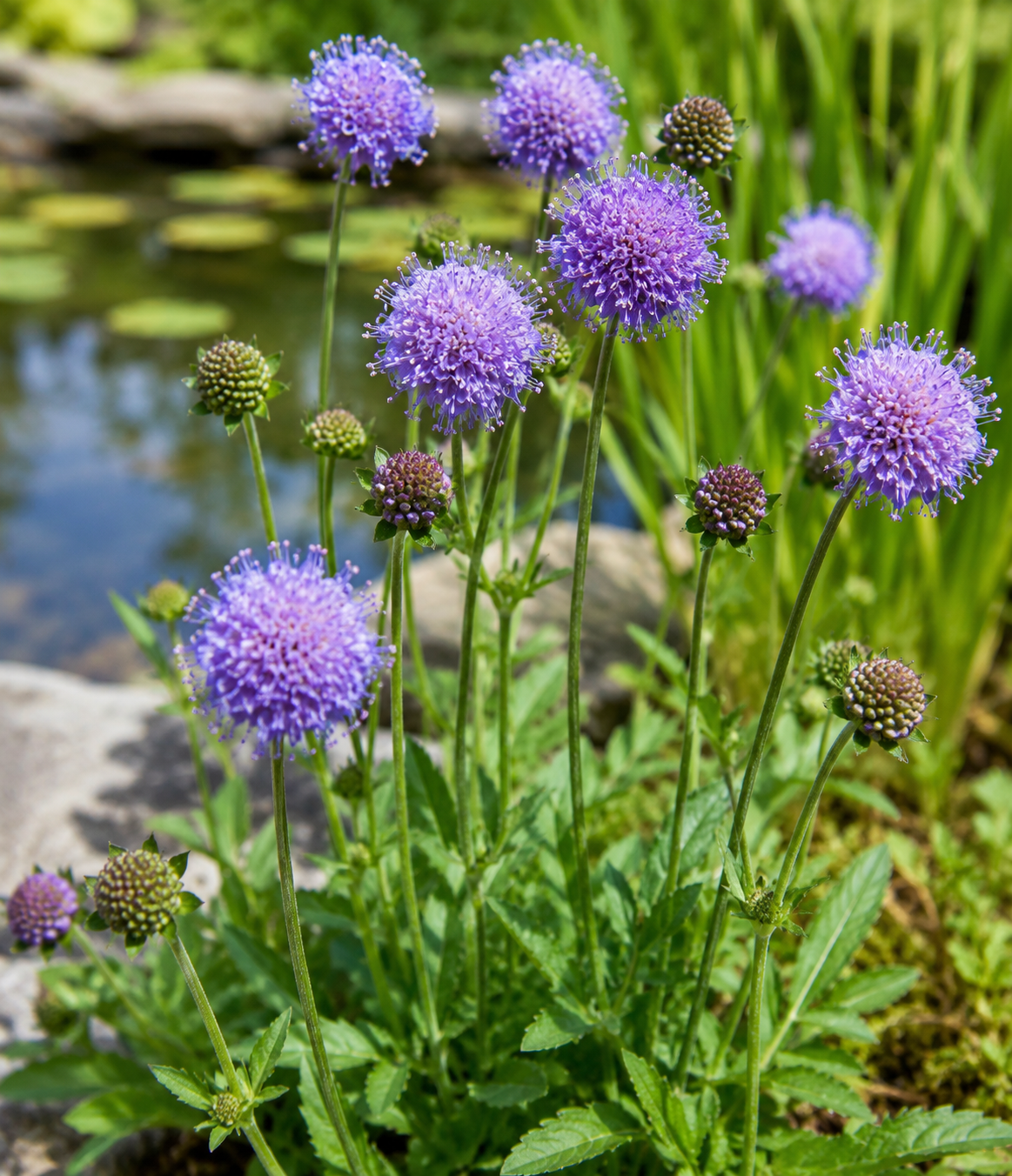 Succisa Pratensis Pond Plant Red Devil's Bit Scabious