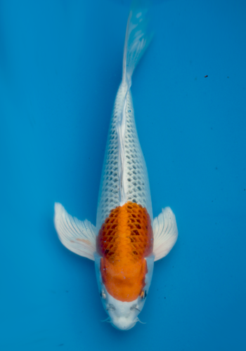 Suda Kujaku Hirenaga Butterfly/Longfin 35cm