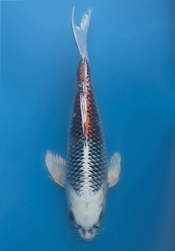Suda Kujaku Hirenaga Butterfly/Longfin 45cm