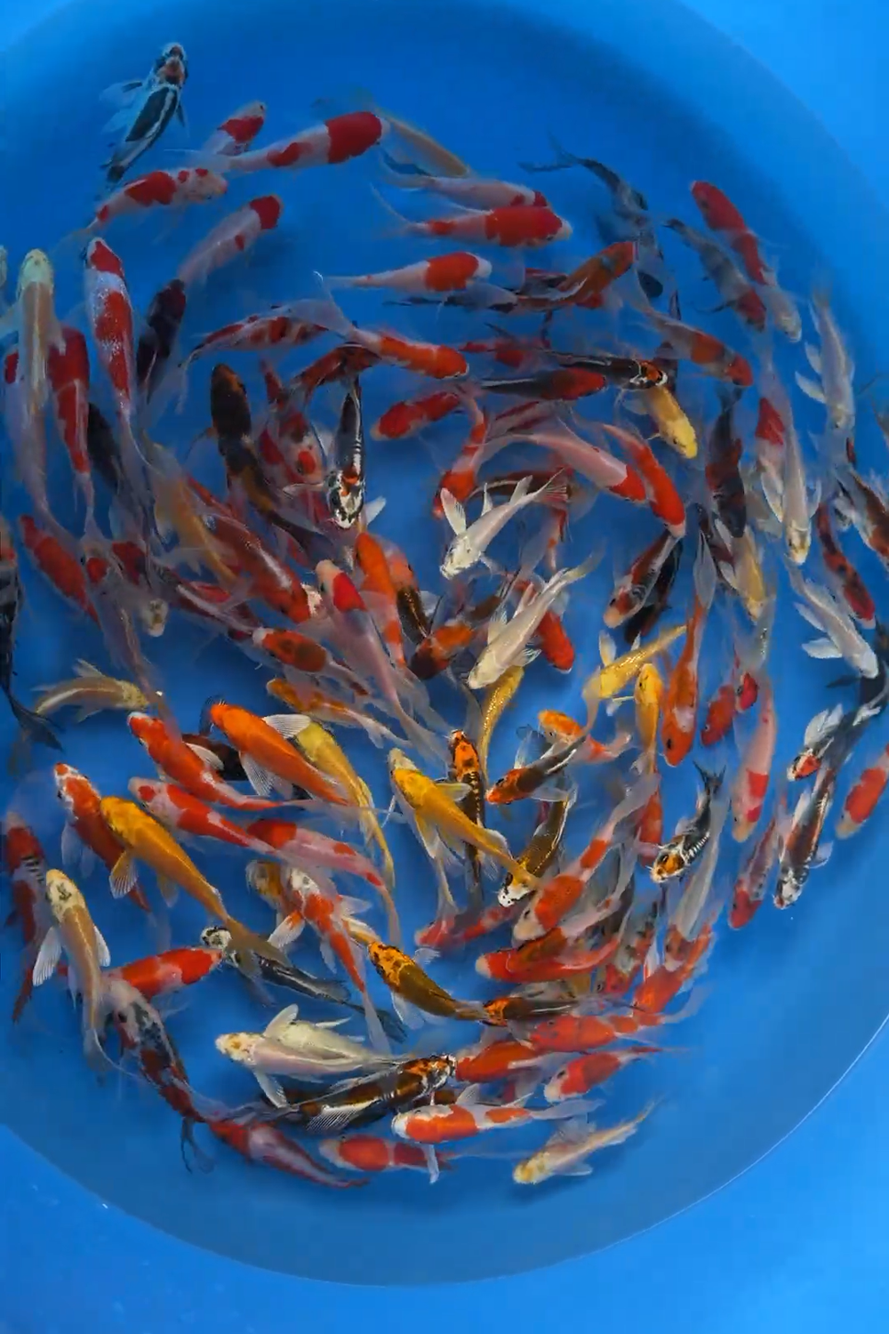 Hirenaga/Butterfly tosai mix - 10-12cm - Suda Koi Farm