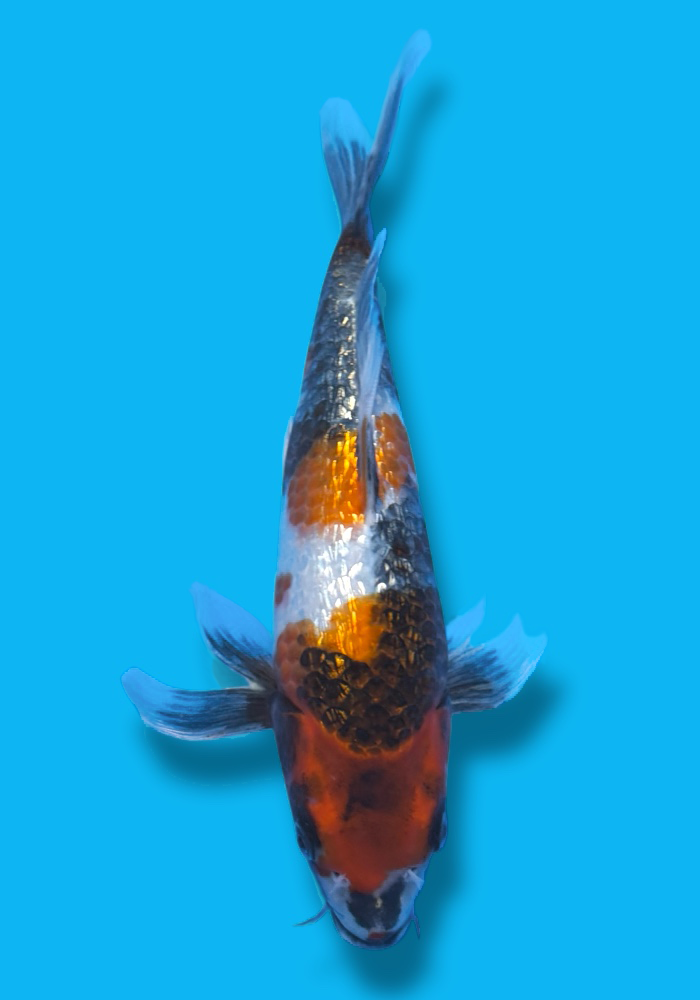 Suda Ginrin Kin Showa Hirenaga (longfin) 31cm