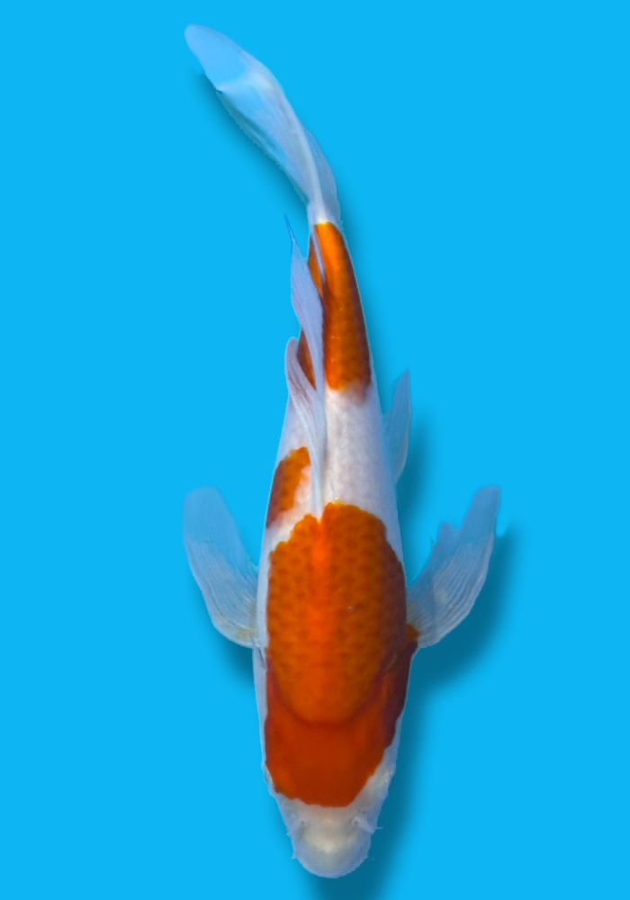 Suda Kohaku Hirenaga (longfin) 31cm