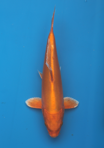 Tanaka Doitsu Orenji Ogon 23cm #1
