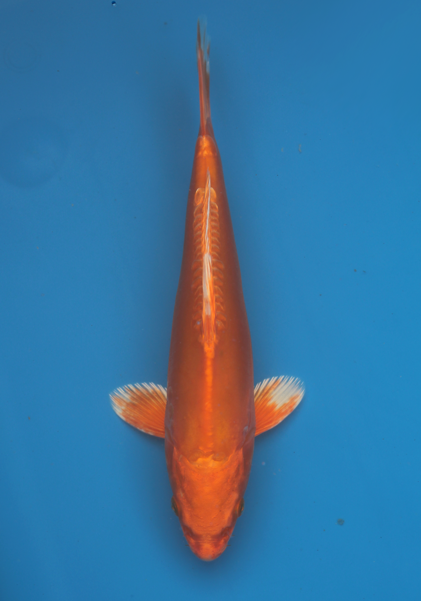 Tanaka Doitsu Orenji Ogon 22cm #3
